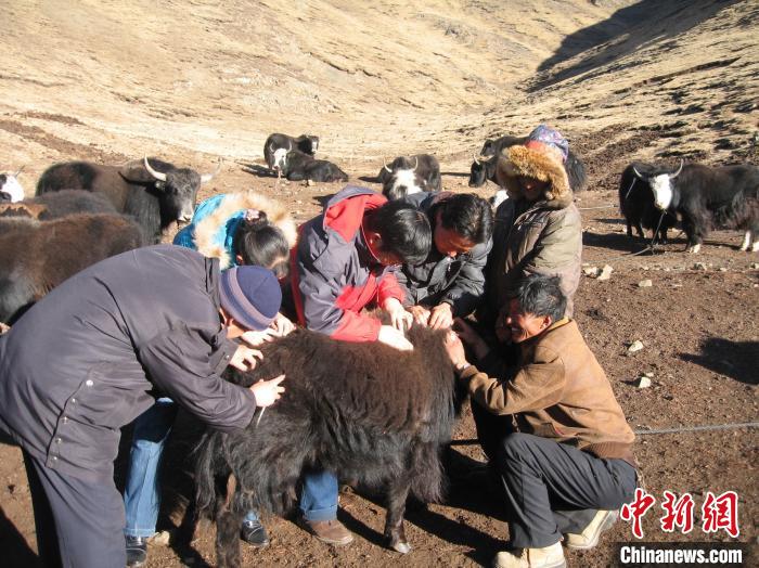 資料圖為研究團隊在青南高原地區(qū)開展了牦牛寄生蟲病流行病學(xué)和防治技術(shù)研究?！?青海省畜牧獸醫(yī)科學(xué)院供圖