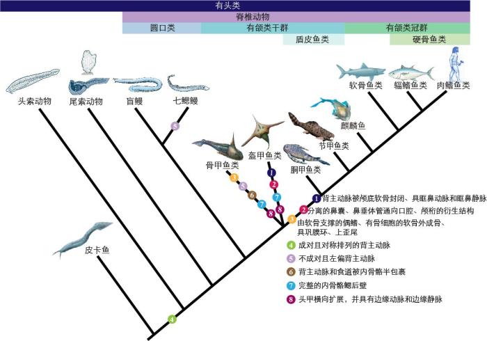 一些關(guān)鍵特征在脊索動物中的演化?！∶宪版?繪圖 攝