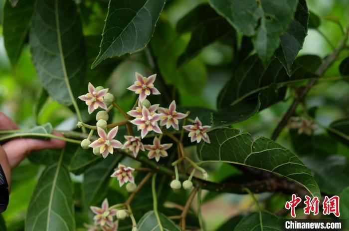 圖為古林箐近地保護(hù)的滇桐首次開花?！±顕?攝