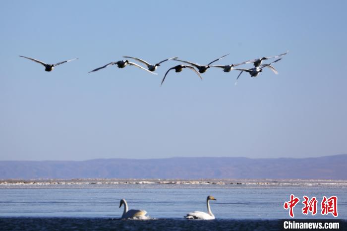 圖為大天鵝在青海湖上空飛翔?！●R怡睿 攝