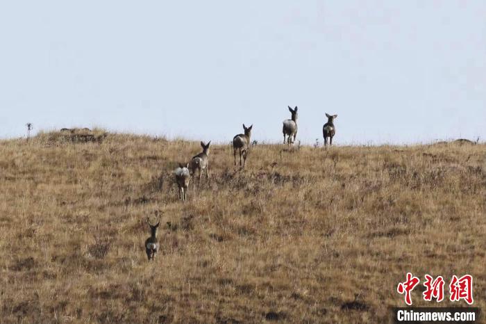 圖為狍鹿在山坡上漫步。　才項南加 攝