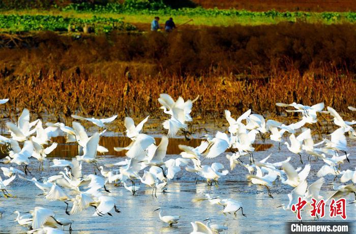 成都白鷺灣濕地公園?！“討?攝