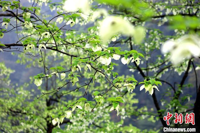 珙桐在春末夏初之際開花，花期較短。　呂楊 攝