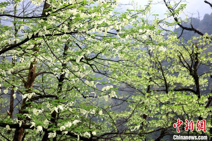 珙桐是1000萬(wàn)年前新生代第三紀(jì)留下的孑遺植物，中國(guó)特有的樹種，是國(guó)家一級(jí)瀕危保護(hù)野生植物。　呂楊 攝