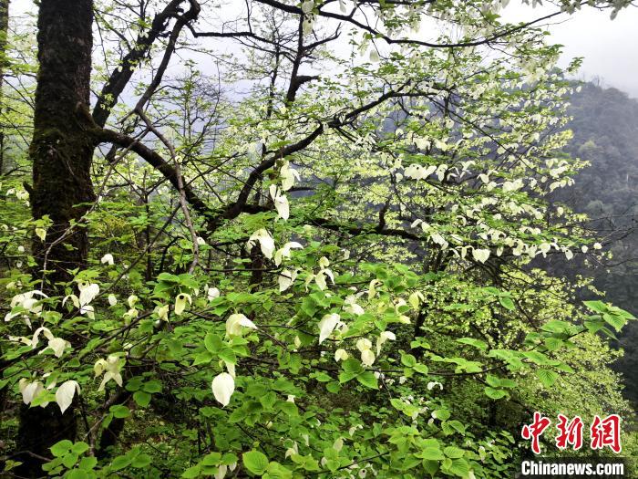 山谷兩側(cè)高大繁茂的珙桐樹?！螚?攝