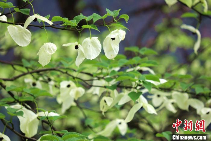 珙桐樹開出潔白的花朵?！螚?攝