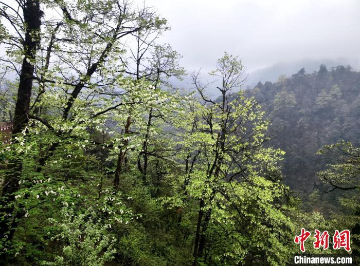 珙桐花朵潔白素雅，與青山雨霧融為一體?！螚?攝
