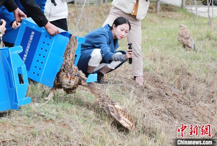 圖為西寧野生動(dòng)物園救護(hù)的雕鸮在西寧市放歸大自然?！●R銘言 攝