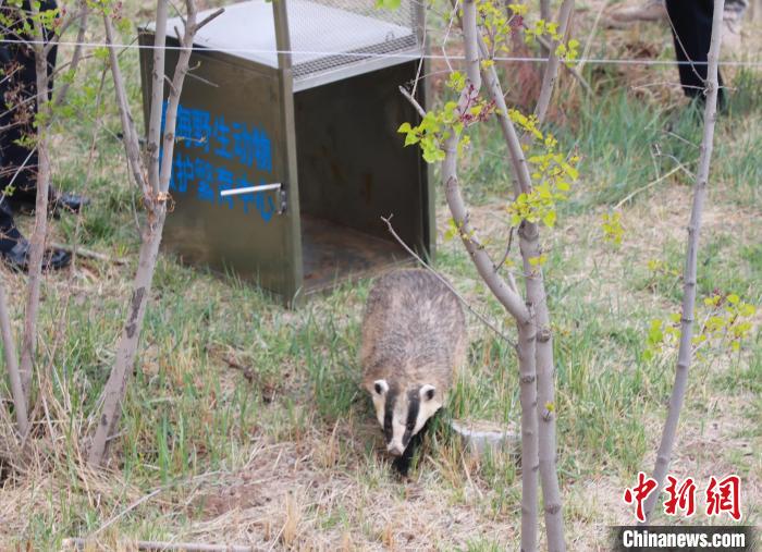 圖為西寧野生動(dòng)物園救護(hù)的狗獾在西寧市放歸大自然?！●R銘言 攝