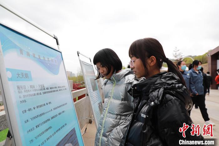 圖為學(xué)生通過展板了解青海常見鳥類?！●R銘言 攝