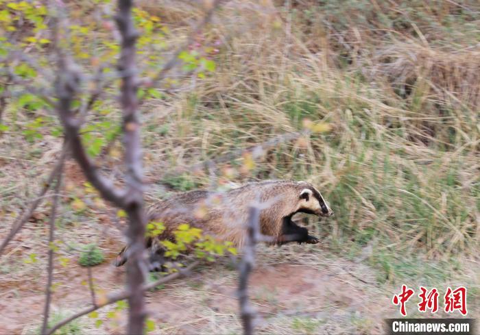 圖為西寧野生動(dòng)物園救護(hù)的狗獾在西寧市放歸大自然?！●R銘言 攝