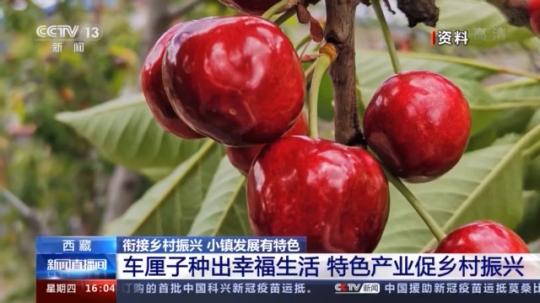 種蘑菇、養(yǎng)駱駝...。。特色產(chǎn)業(yè)助力鄉(xiāng)村振興走新路