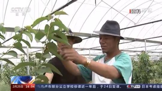 種蘑菇、養(yǎng)駱駝...。。特色產(chǎn)業(yè)助力鄉(xiāng)村振興走新路