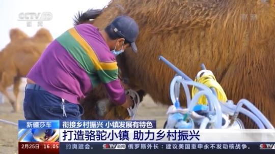 種蘑菇、養(yǎng)駱駝...。。特色產(chǎn)業(yè)助力鄉(xiāng)村振興走新路