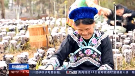 種蘑菇、養(yǎng)駱駝...。。特色產(chǎn)業(yè)助力鄉(xiāng)村振興走新路