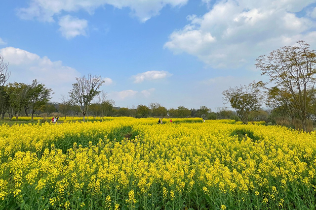 每到油菜花季，就有市民相約到重慶廣陽島上踏青賞花。鄒樂攝