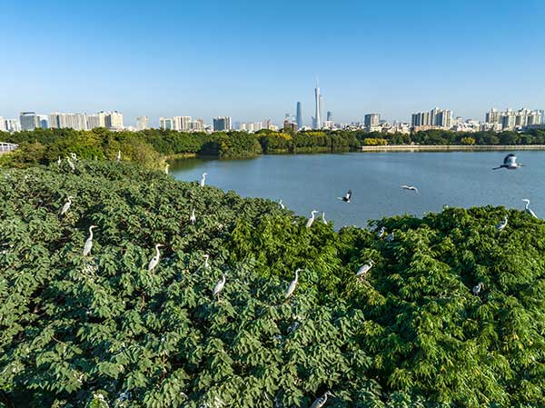 廣州海珠國家濕地公園一角。公園供圖