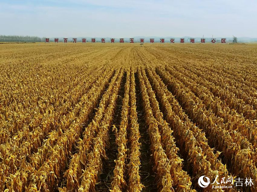 吉林黑土地上糧滿倉（資料圖片）。人民網(wǎng)記者 王海躍攝
