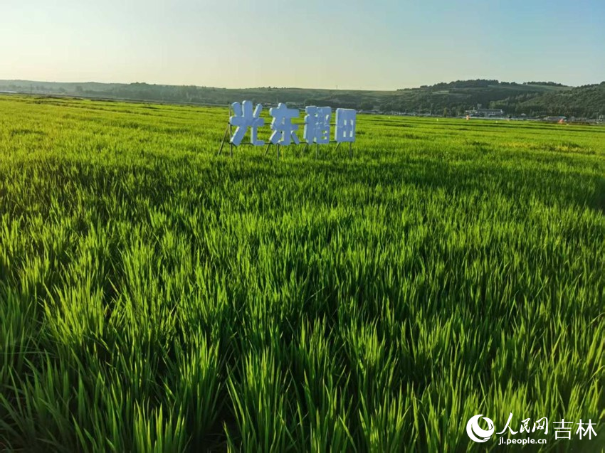 光東村稻田風景美如畫（資料圖片）。人民網(wǎng)記者 王海躍攝