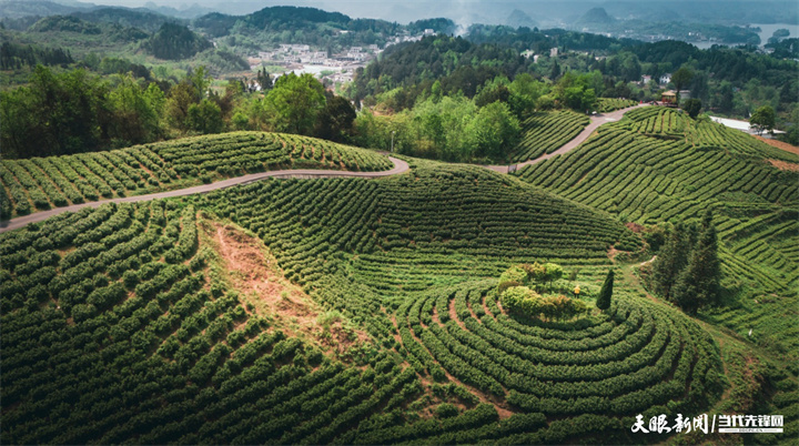 神鵲茶場(chǎng).jpg