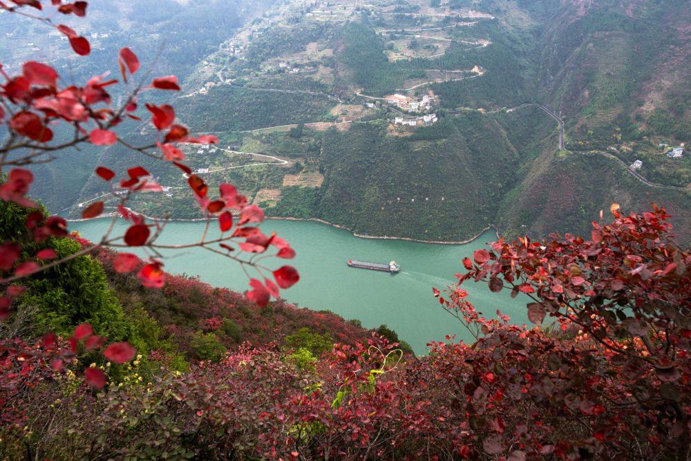 船舶行駛在紅葉掩映下的長(zhǎng)江三峽重慶市巫山縣水域（2023年11月30日攝）。新華社記者 肖藝九 攝