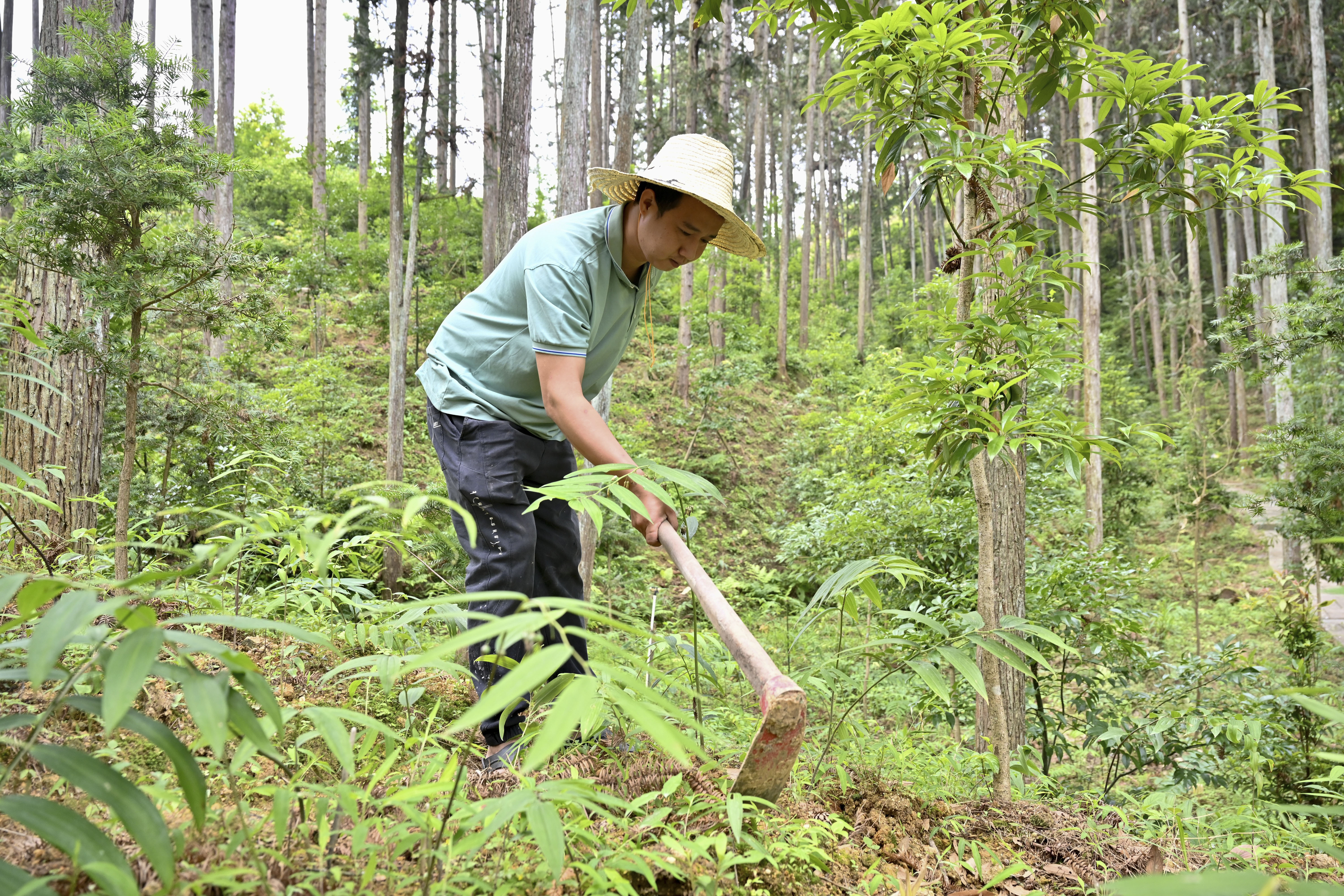 2024年5月9日，福建省三明市馬巖林下經(jīng)濟種植示范基地工人在管理林下種植的多花黃精。