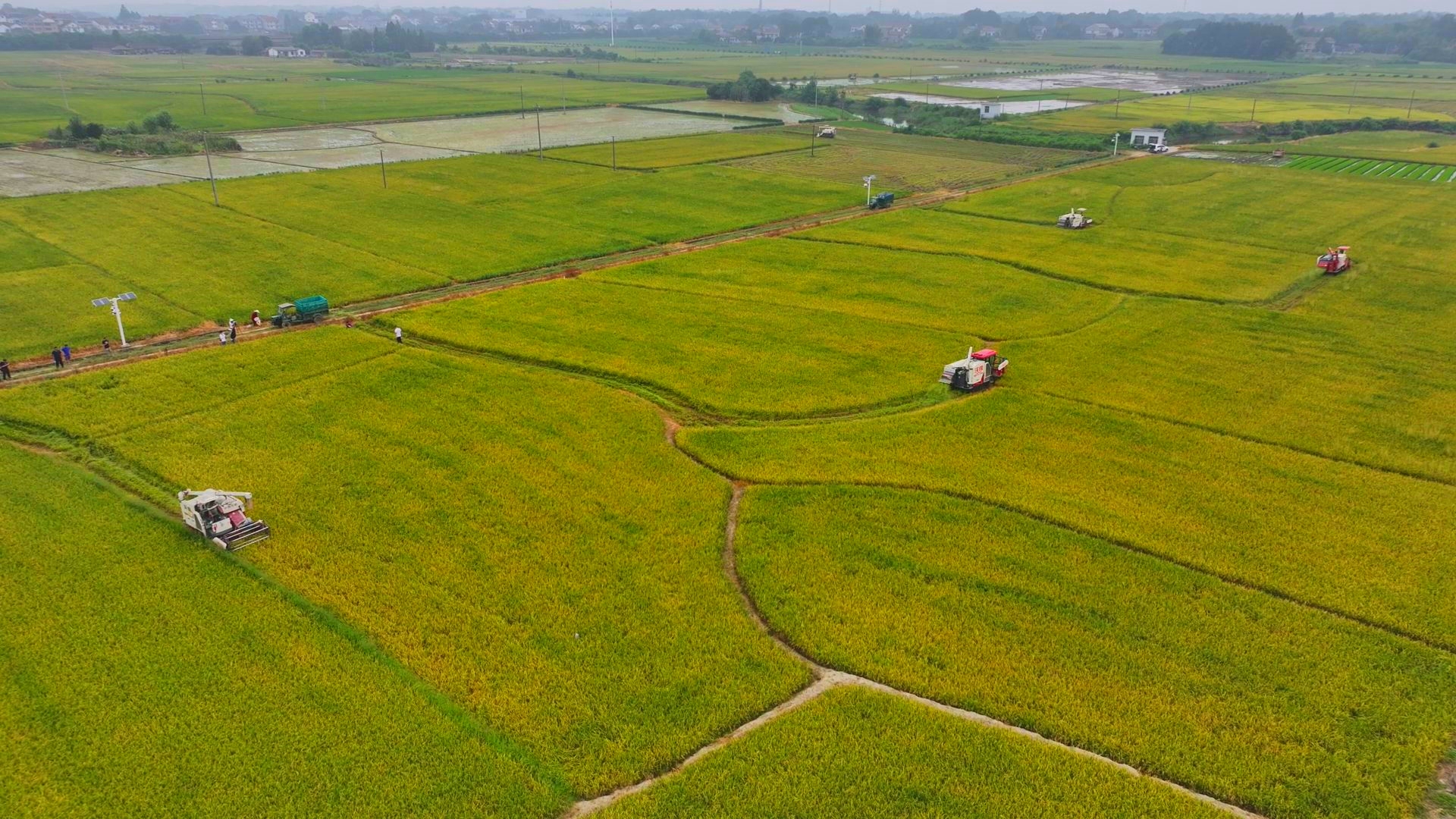 數(shù)臺收割機(jī)同時(shí)作業(yè)。常德市鼎城區(qū)融媒體中心供圖