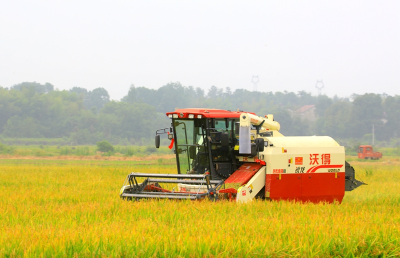 早稻收割忙，農(nóng)機(jī)來助力。常德市鼎城區(qū)融媒體中心供圖