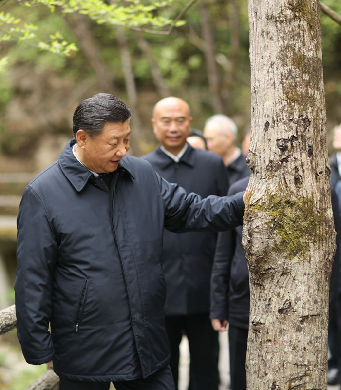 　2020年4月，習(xí)近平總書記來到位于商洛市柞水縣的秦嶺牛背梁國家級自然保護(hù)區(qū)，考察秦嶺生態(tài)保護(hù)情況。新華社記者 鞠鵬 攝