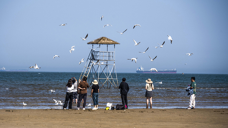 2024年5月12日，河北秦皇島，北戴河鴿子窩公園成群海鷗在天空中自由翱翔，與大海、藍(lán)天構(gòu)成了一幅美麗的畫(huà)卷。