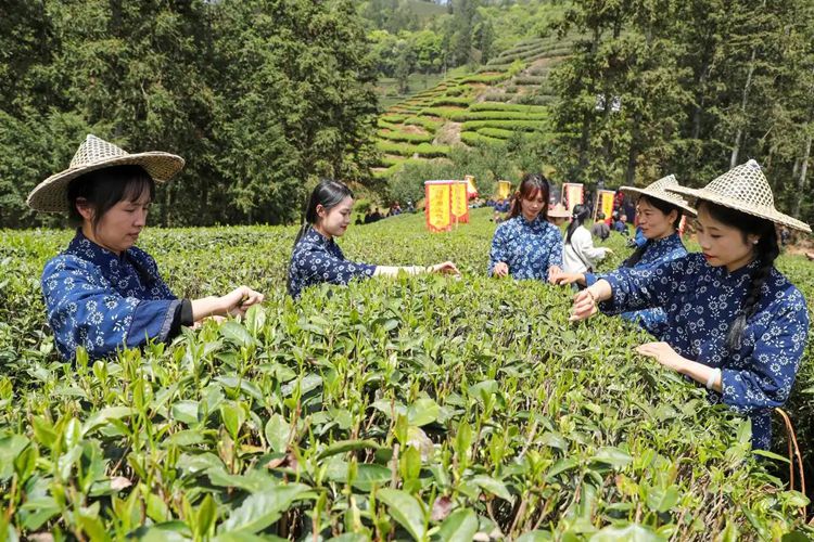 2025年4月13日，福建武夷山市星村鎮(zhèn)朝陽村茶農(nóng)在生態(tài)茶園展示采茶。新華社發(fā)（邱汝泉 攝）