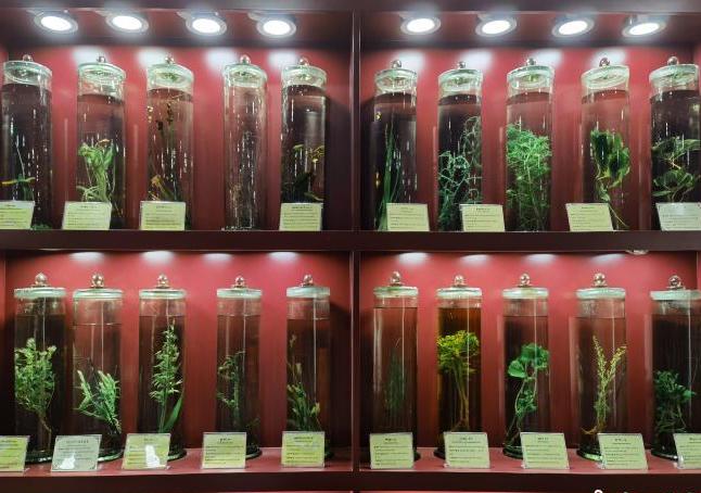 圖為藏藥藥材標(biāo)本。　張海雯 攝.jpg