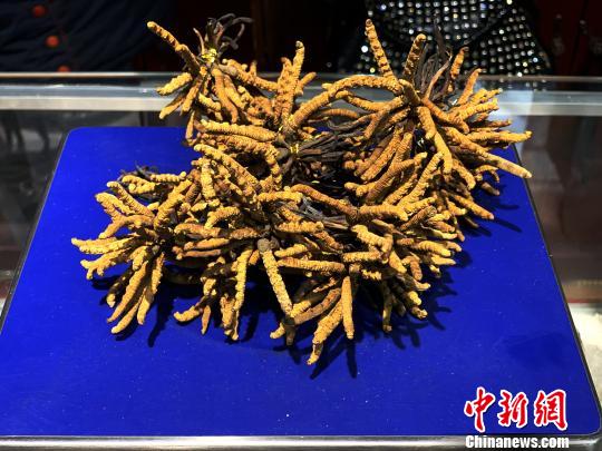 圖為冬蟲夏草?！O睿 攝