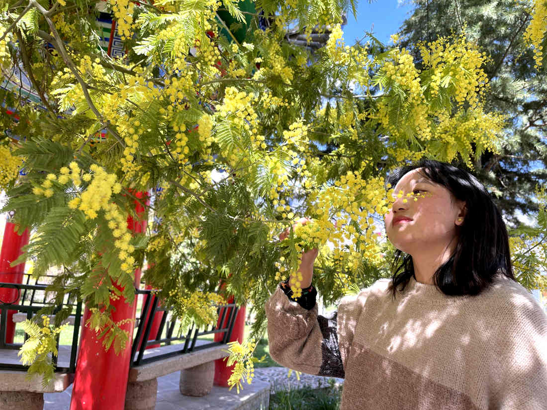 游客仔細(xì)觀賞黃絨絨的金合歡花。