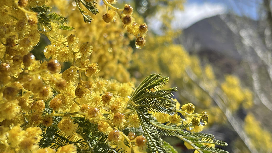清晨帶著露珠的金合歡花。