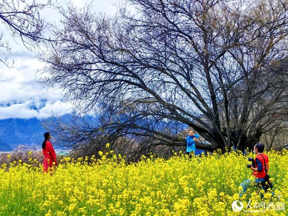 游客在桃花下拍照留念。人民網(wǎng) 李海霞攝