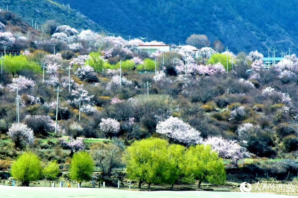 村莊掩映在桃花林中。人民網(wǎng) 李海霞攝