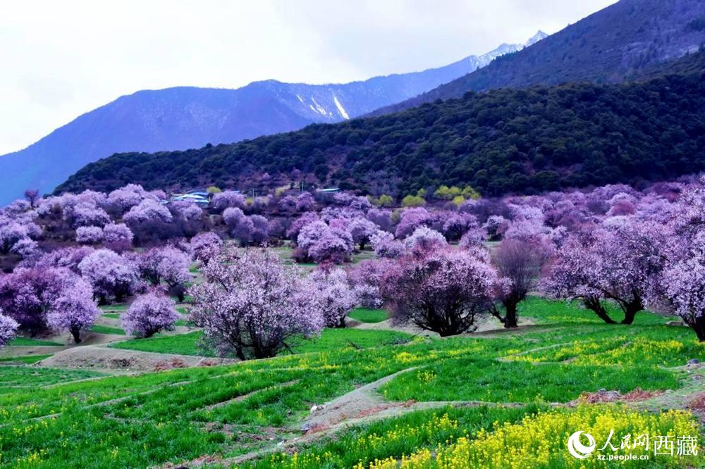 一樹樹野桃花開得正艷。人民網(wǎng) 李海霞攝