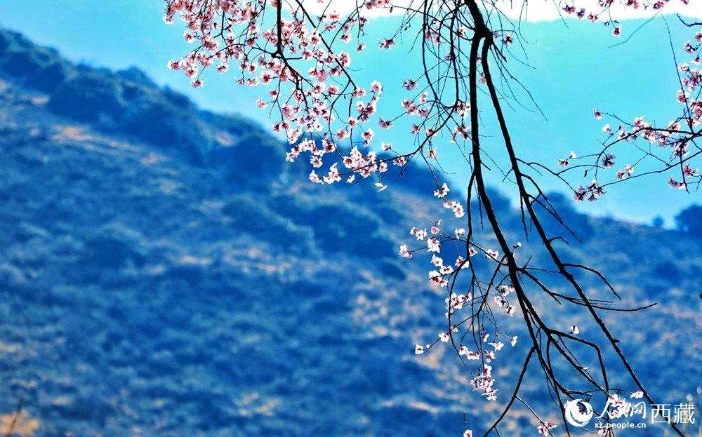 清麗的桃花。人民網(wǎng) 李海霞攝