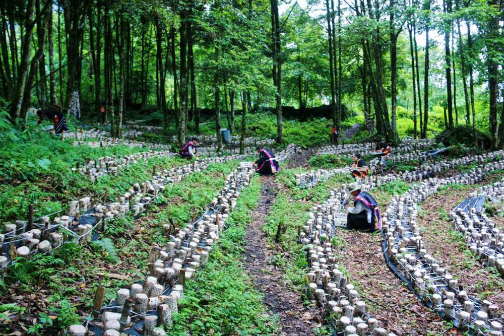 木耳種植基地。次仁央宗攝