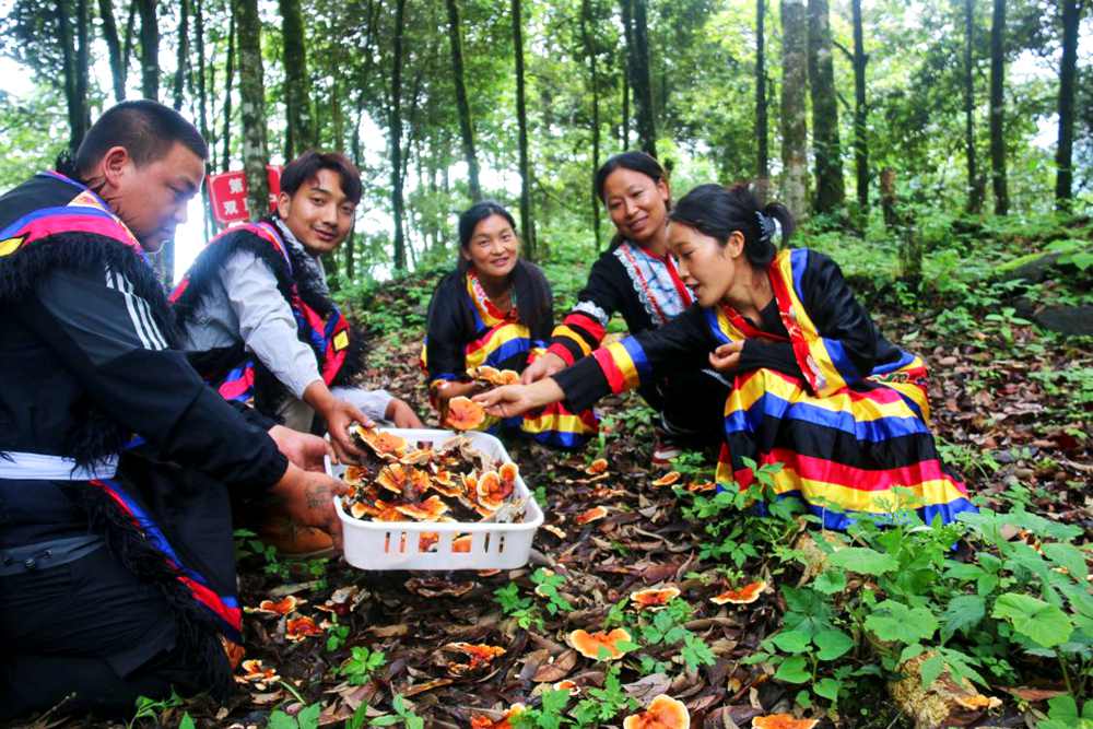 村民采摘林芝。次仁央宗攝