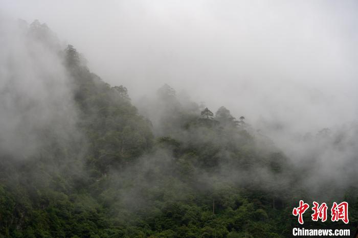 雨后勒布溝的云霧。　江飛波 攝