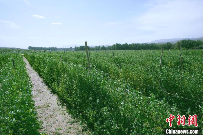 天?？h高原綠色(有機(jī))蔬菜基地種植的食用莢豆?！￡I道華 攝