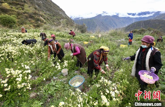“落戶”黑水的杭白菊。桐鄉(xiāng)市宣傳部提供