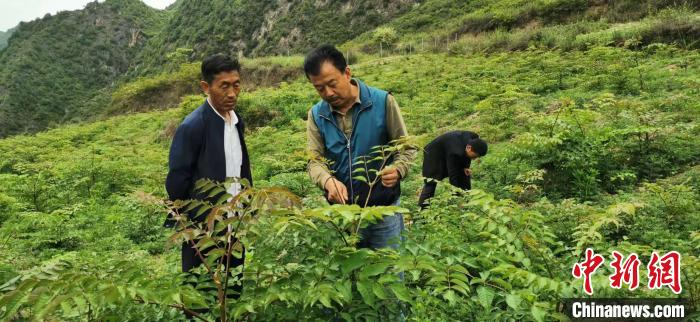 圖為張金利調(diào)研適合阿拉村種植的農(nóng)作物，經(jīng)過不斷改良技術(shù)后，產(chǎn)量大大提高。(資料圖)甘肅省水利廳供圖