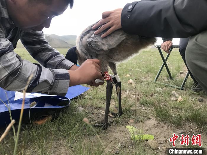 圖為研究人員為黑頸鶴佩戴GPS跟蹤設(shè)備。祁連山國(guó)家公園青海省管理局供圖