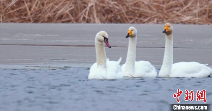 圖為疣鼻天鵝與大天鵝?！∏嗪夜珗@觀鳥協(xié)會供圖 攝