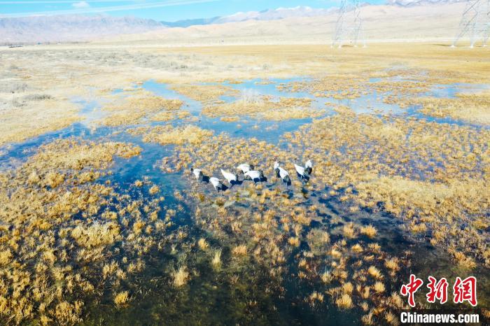 圖為一群黑頸鶴在濕地中央行走。　卡美燕 攝