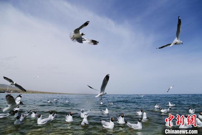 圖為水鳥在青海湖飛翔。　馬銘言 攝