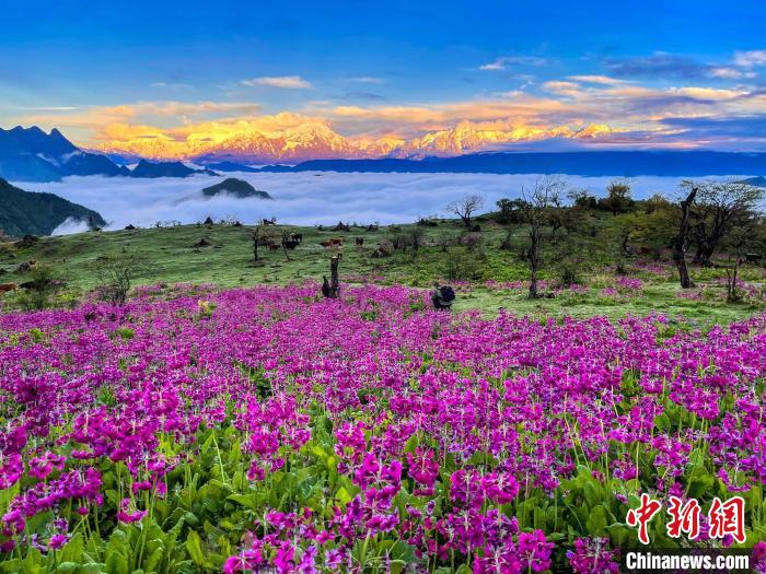 春天的牛背山花海?！∮稳仄?攝